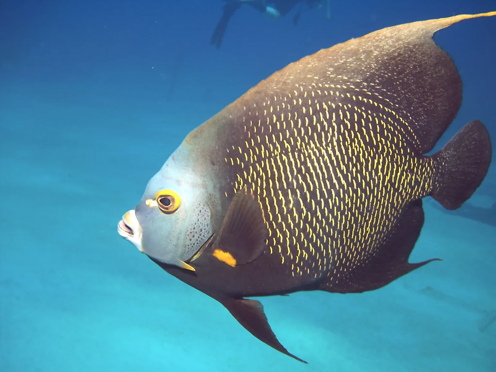 French angelfish