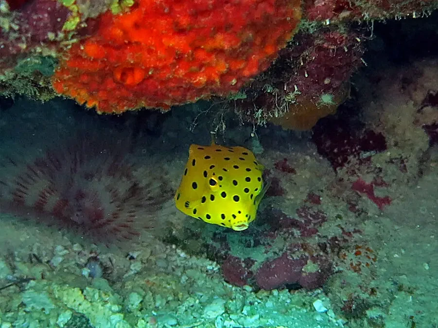 Yellow boxfish