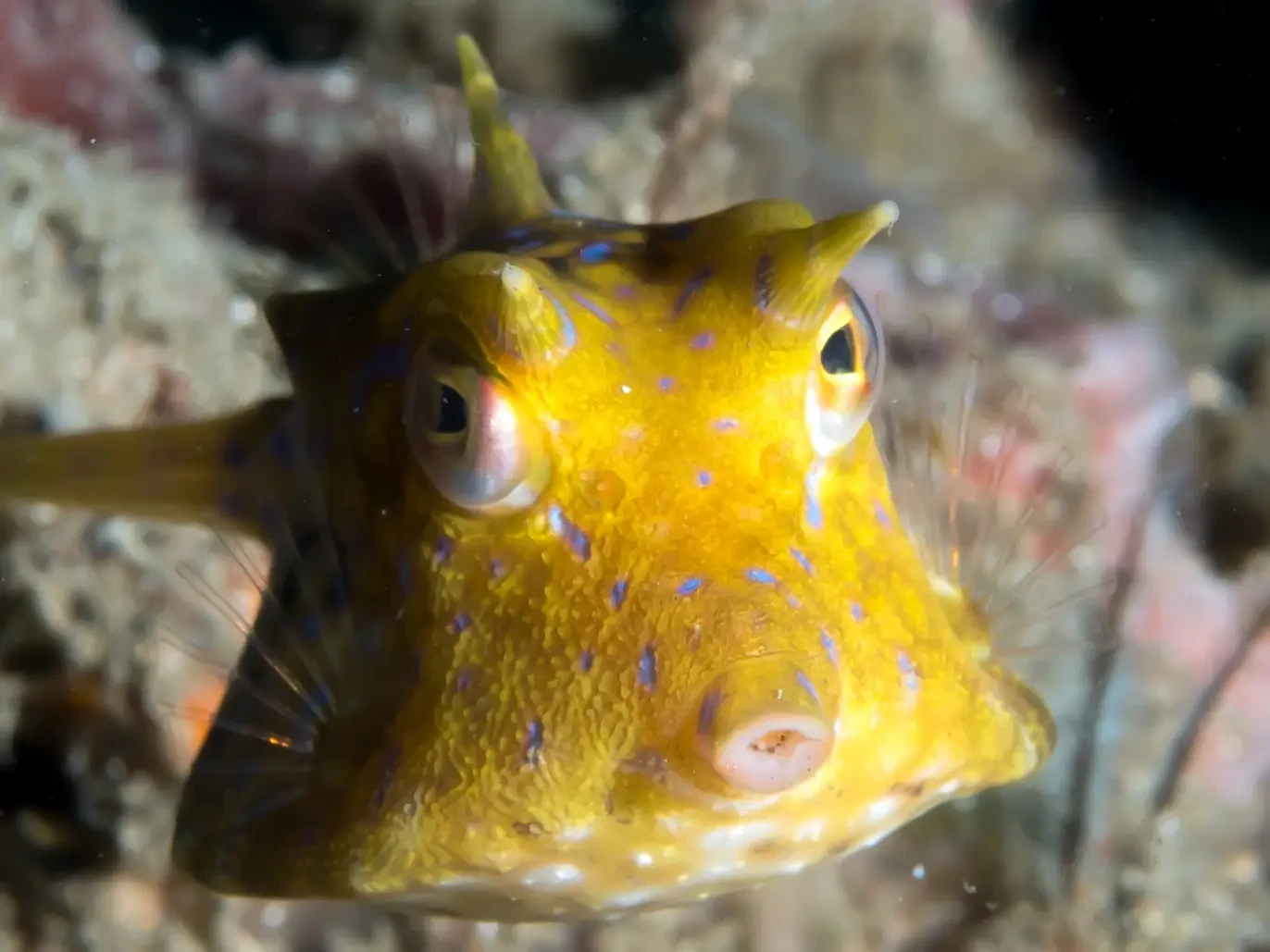 Thornback cowfish