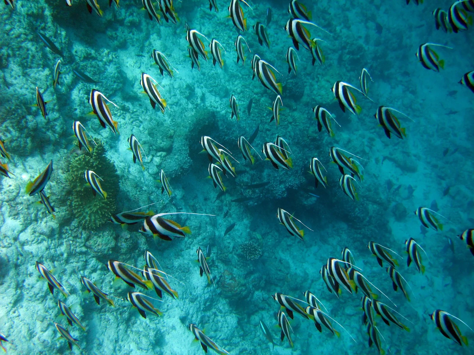 Schooling bannerfish