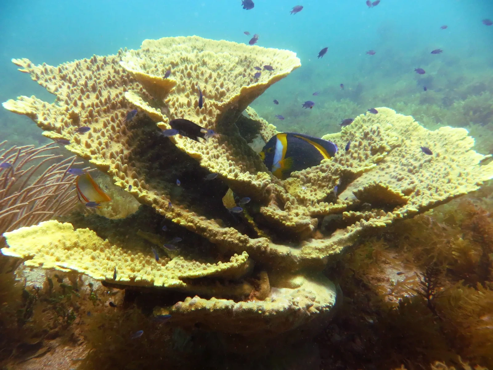 Margined coralfish