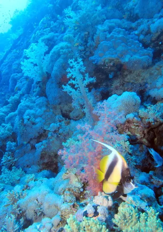 Red Sea bannerfish