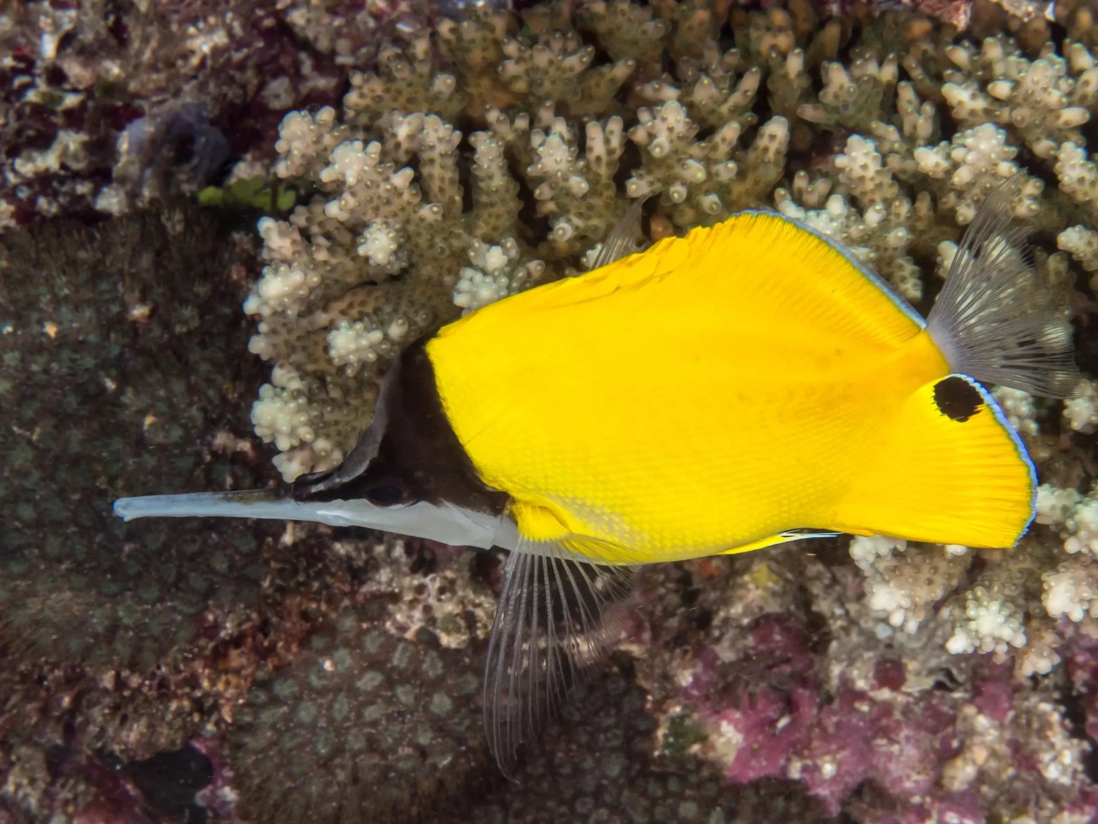 Longnose butterflyfish