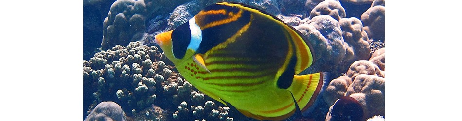 Raccoon butterflyfish