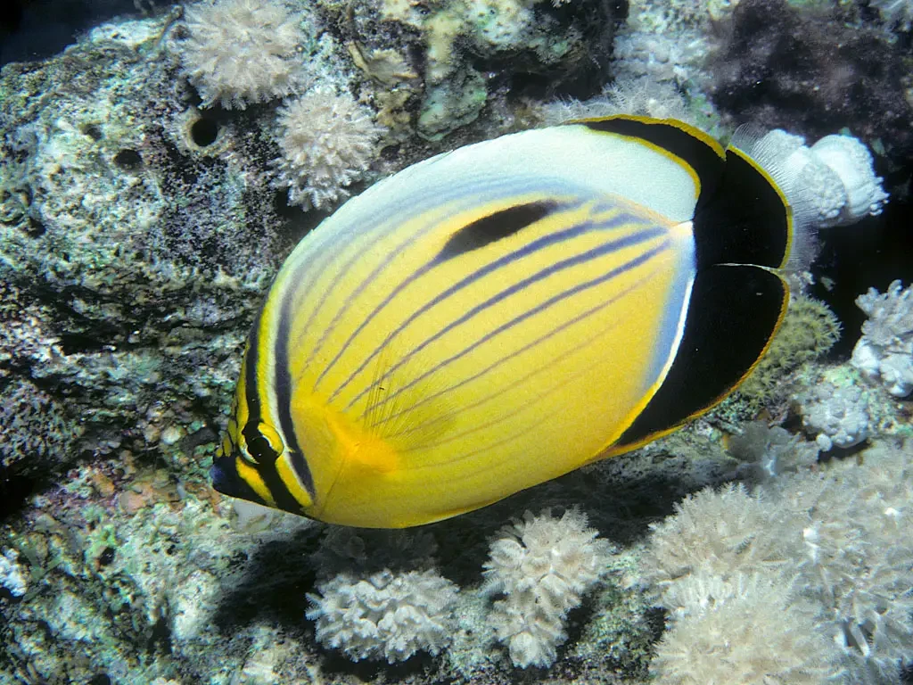 Blacktail butterflyfish