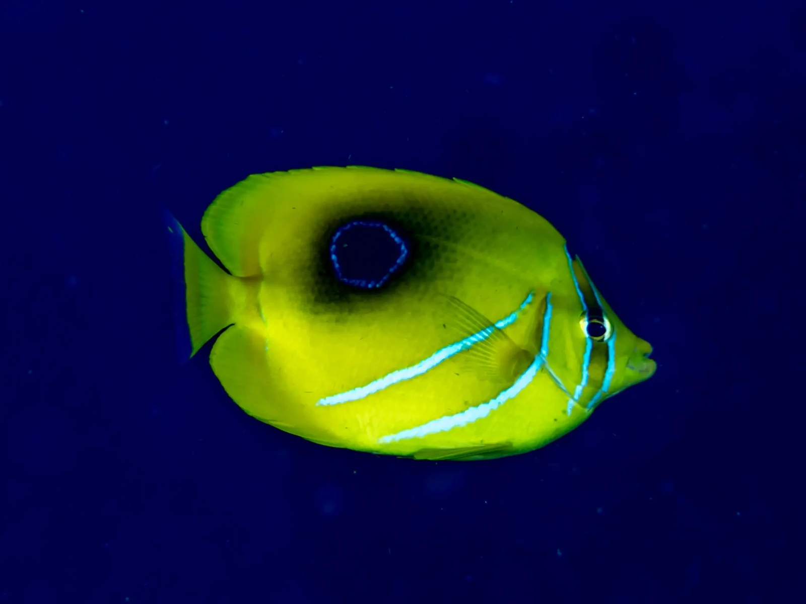 Bluelashed butterflyfish