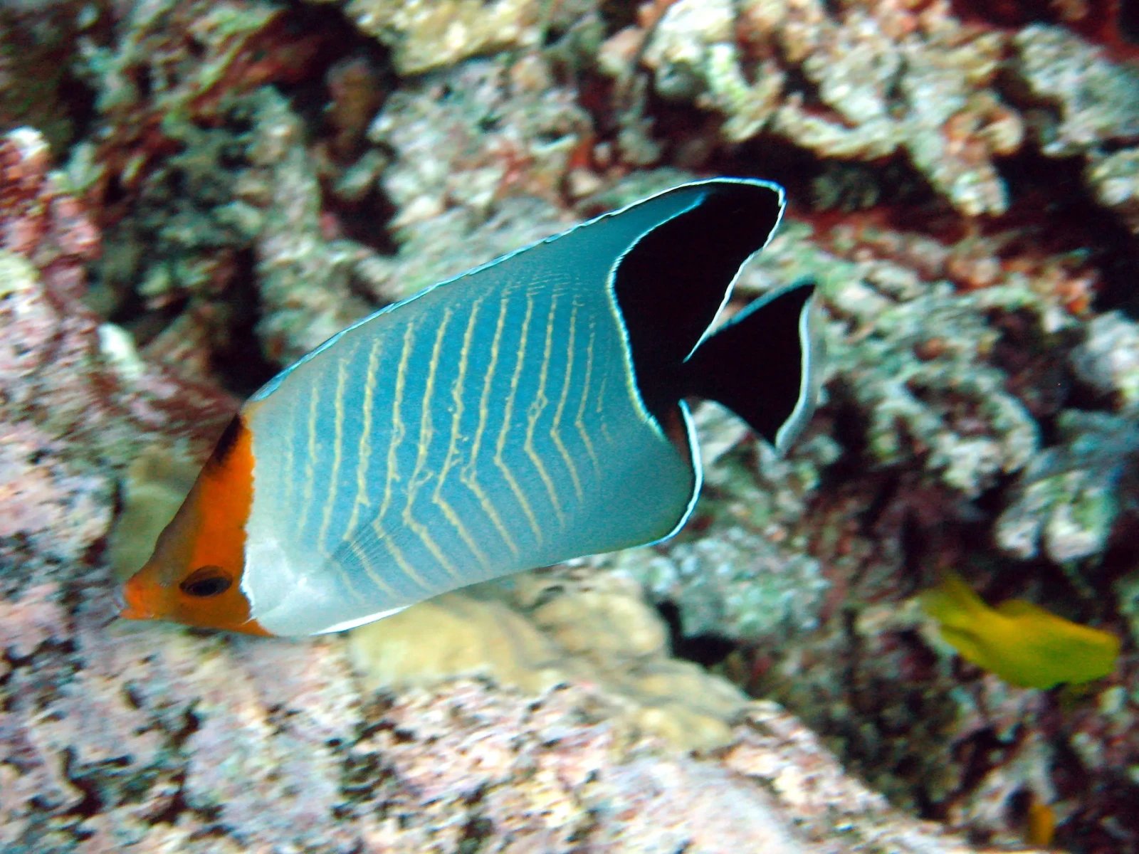 Hooded butterflyfish
