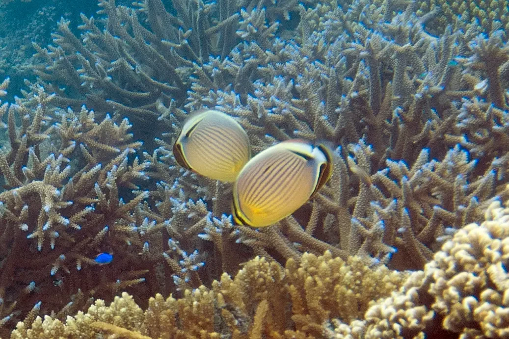 Oval butterflyfish