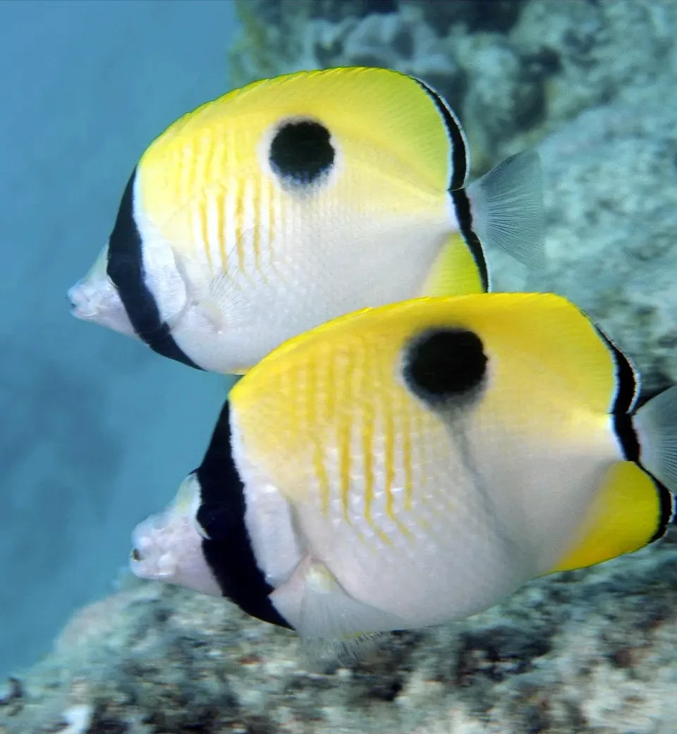 Teardrop butterflyfish