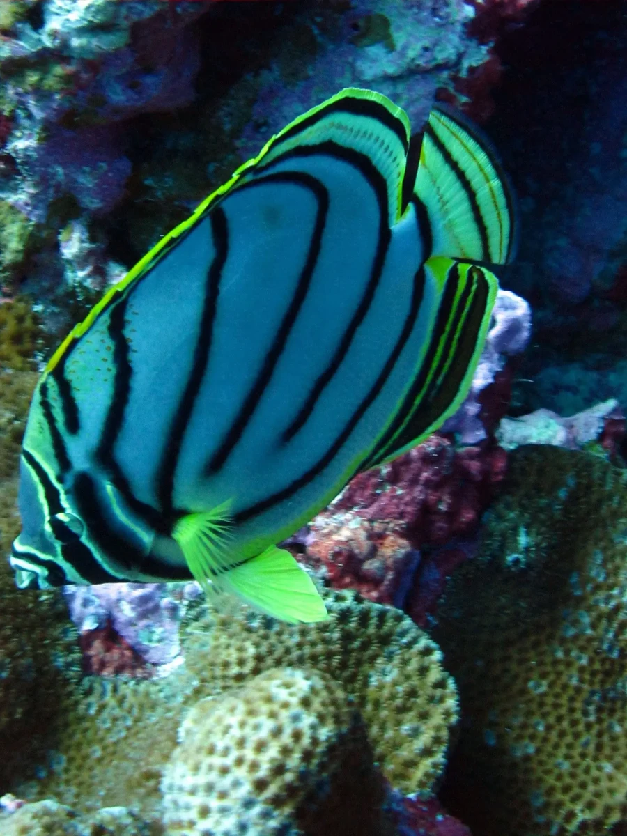 Scrawled butterflyfish