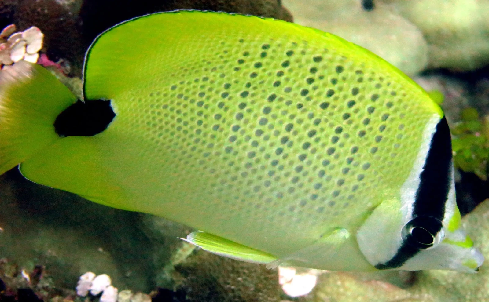 Millet butterflyfish