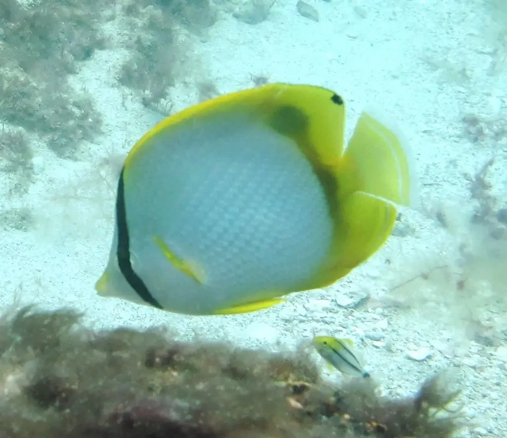 Spotfin butterflyfish