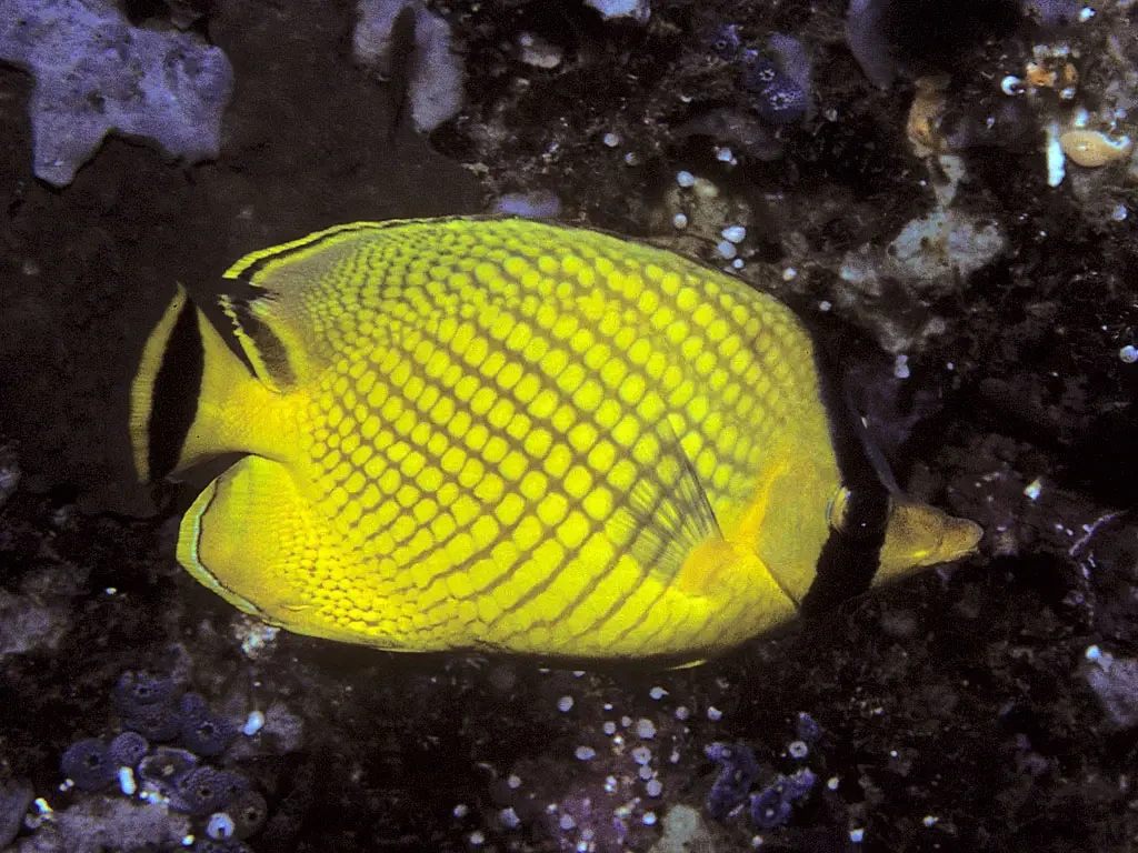 Latticed butterflyfish