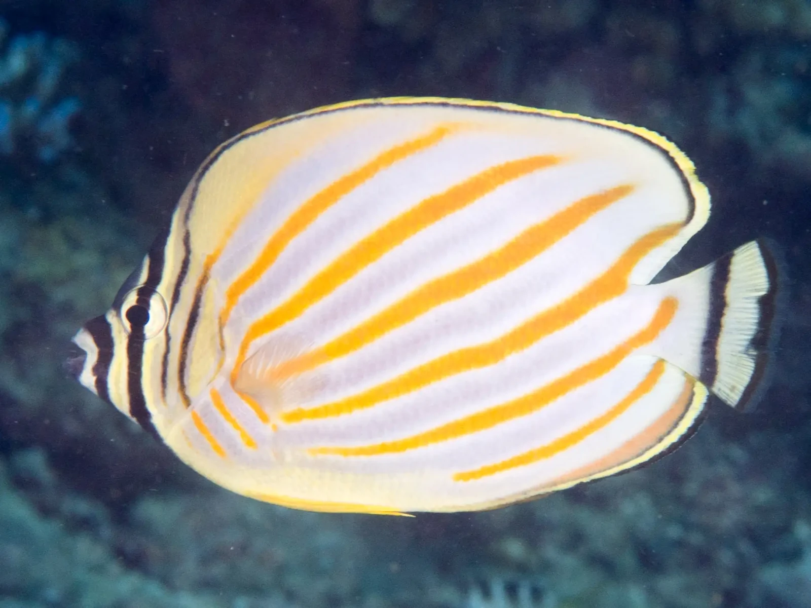 Ornate butterflyfish