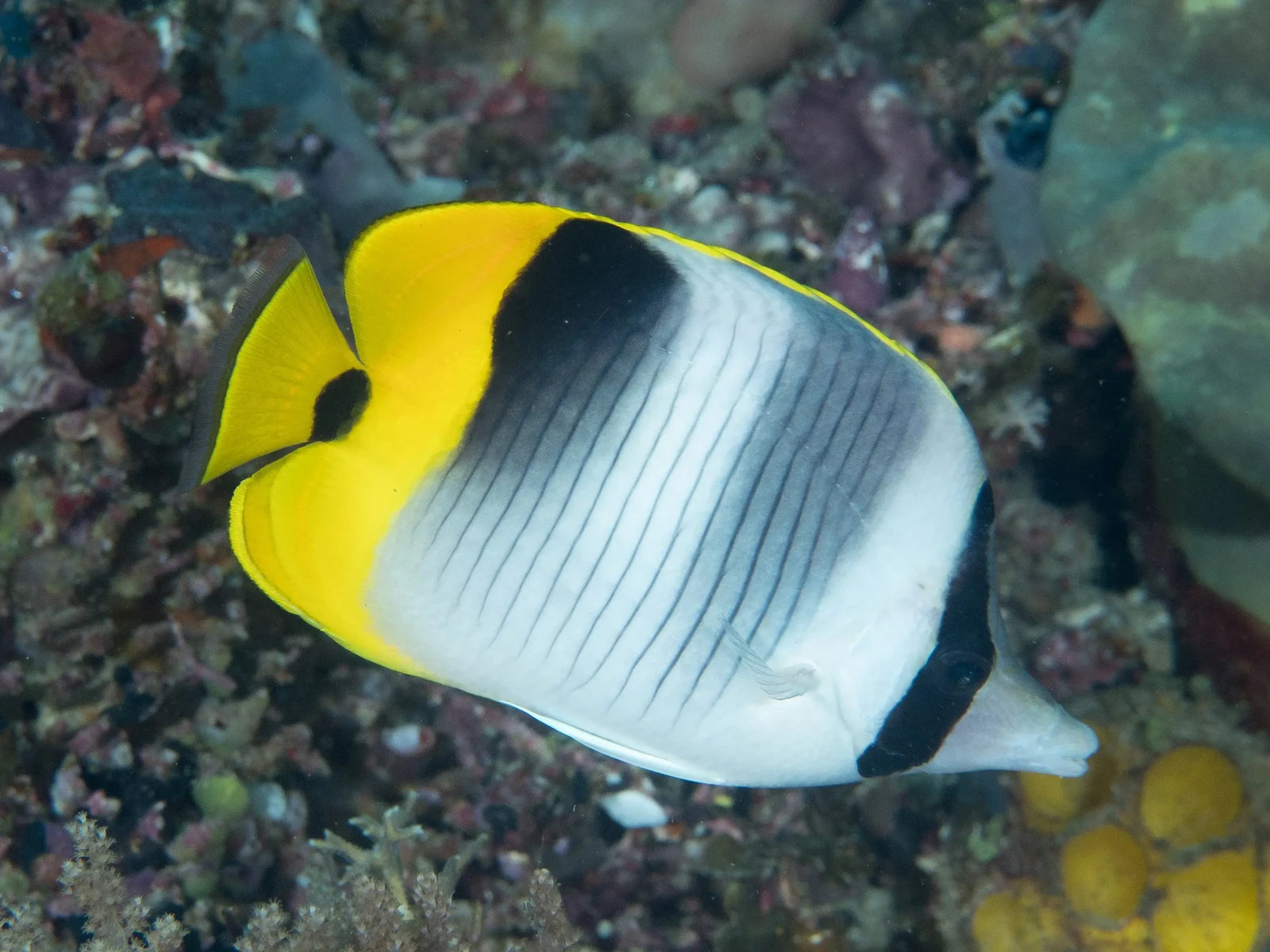 Pacific double saddle butterflyfish