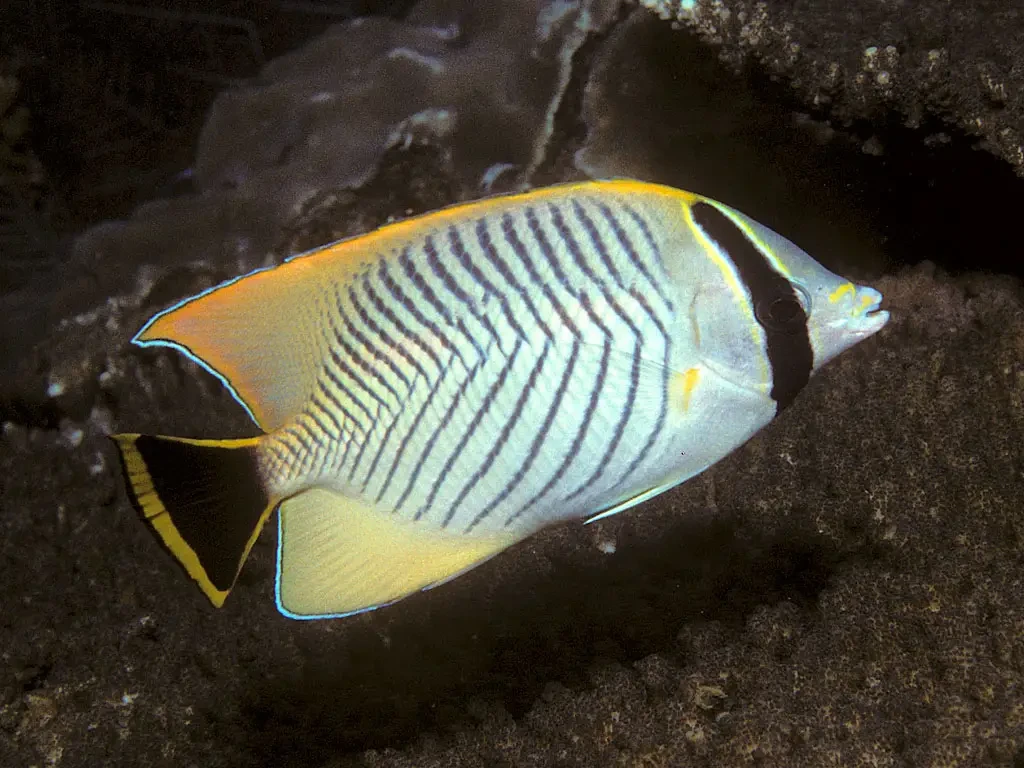 Chevron butterflyfish