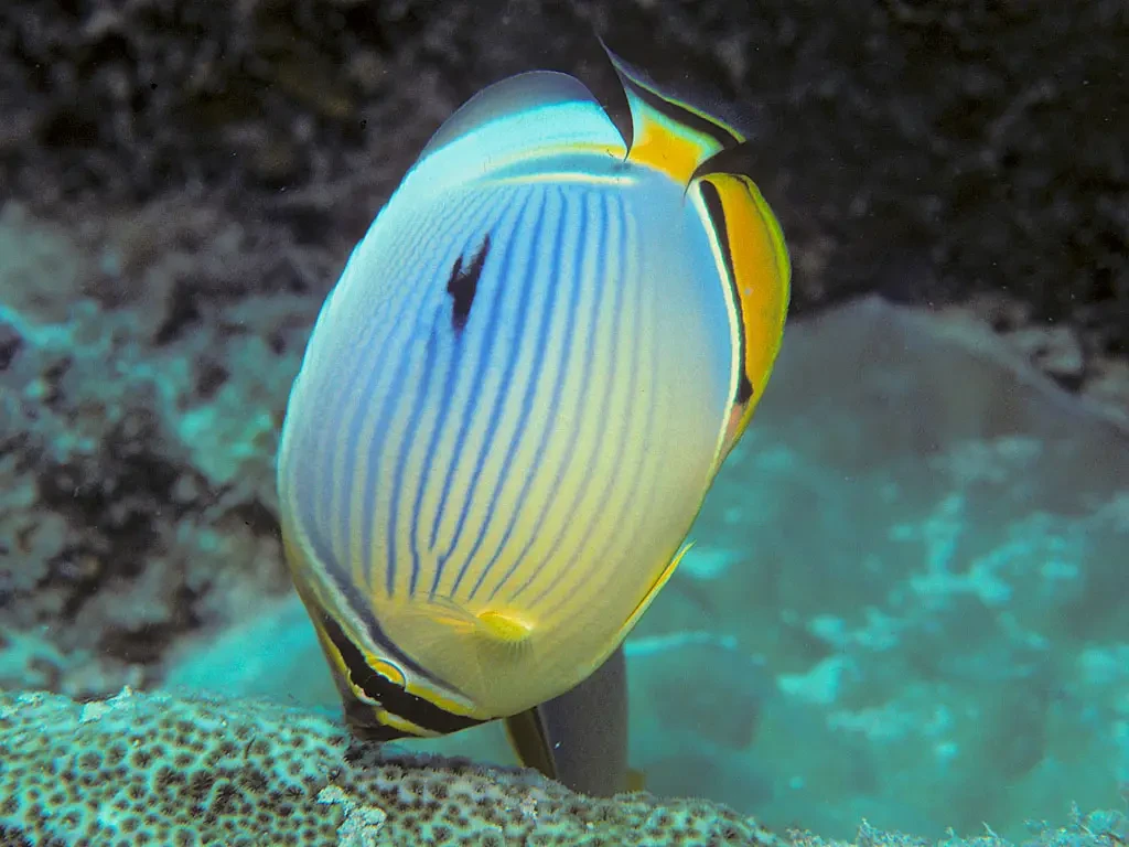 Melon butterflyfish