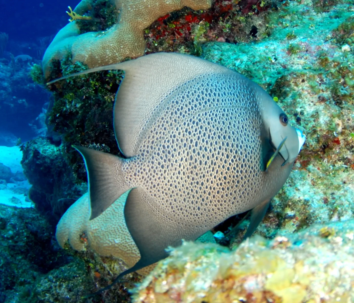 Gray angelfish
