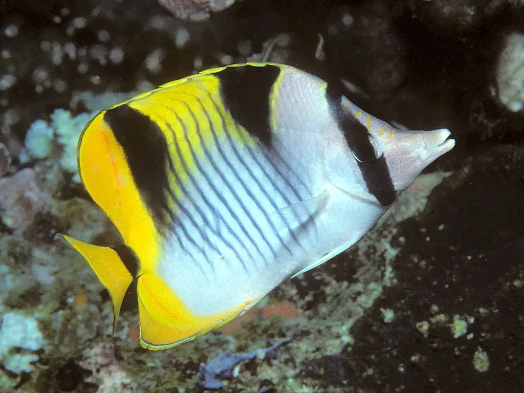 Sickle butterflyfish