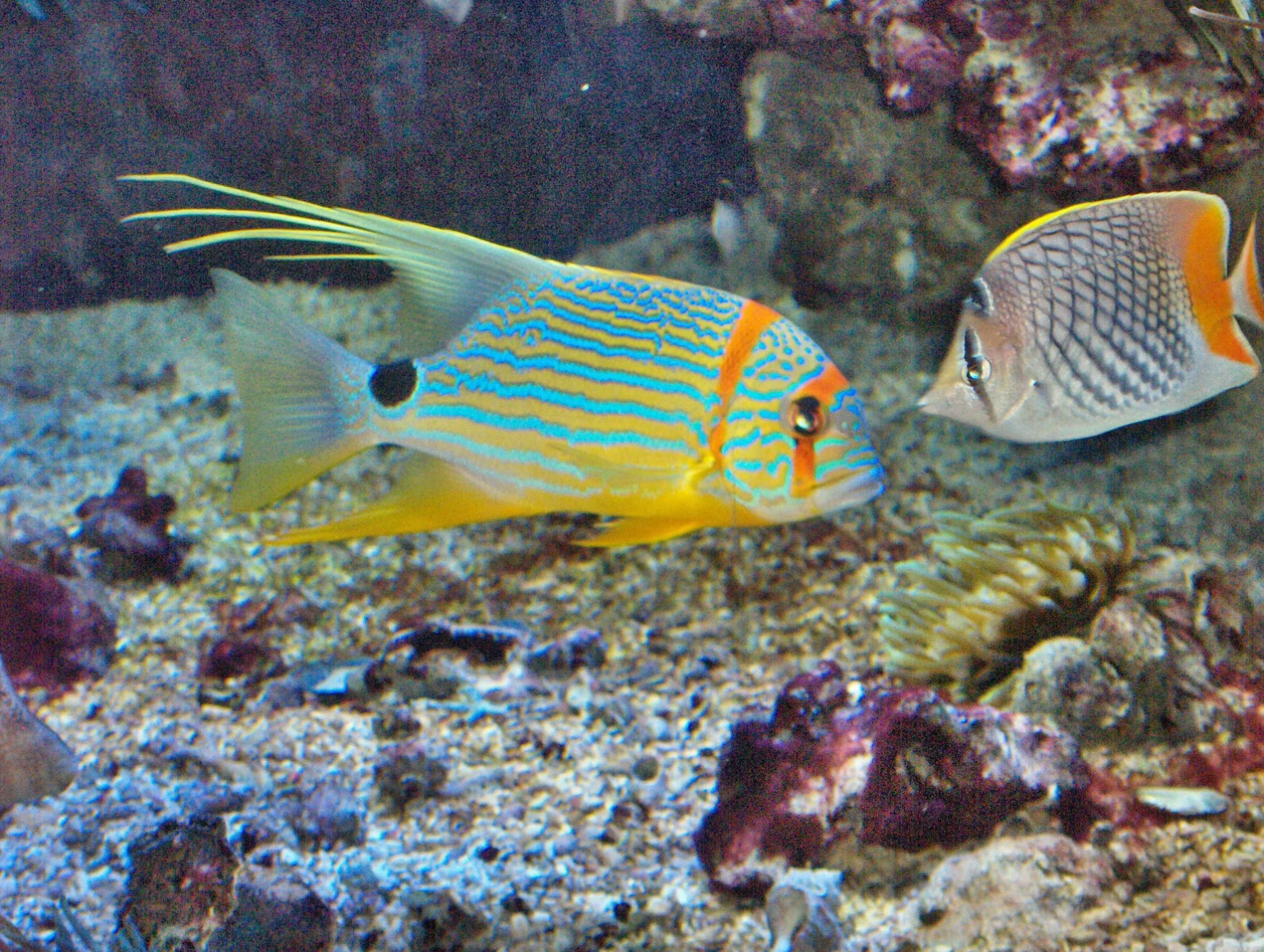 Pearlscale butterflyfish