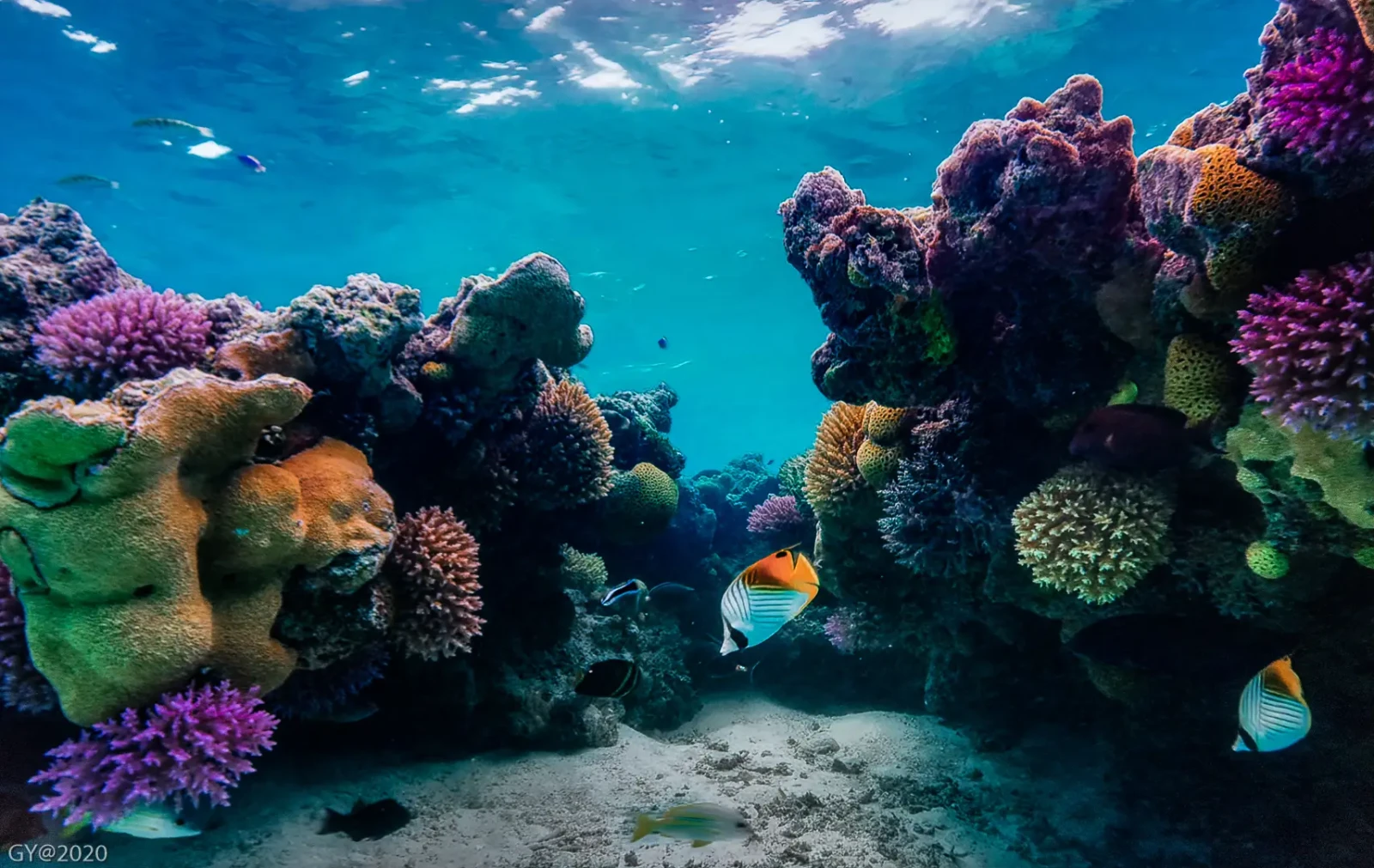 Threadfin butterflyfish