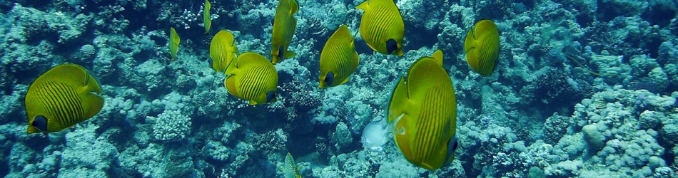 Masked butterflyfish