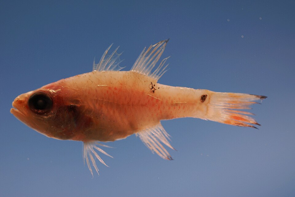 Twospot cardinalfish