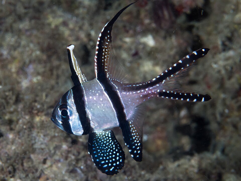 Banggai cardinal