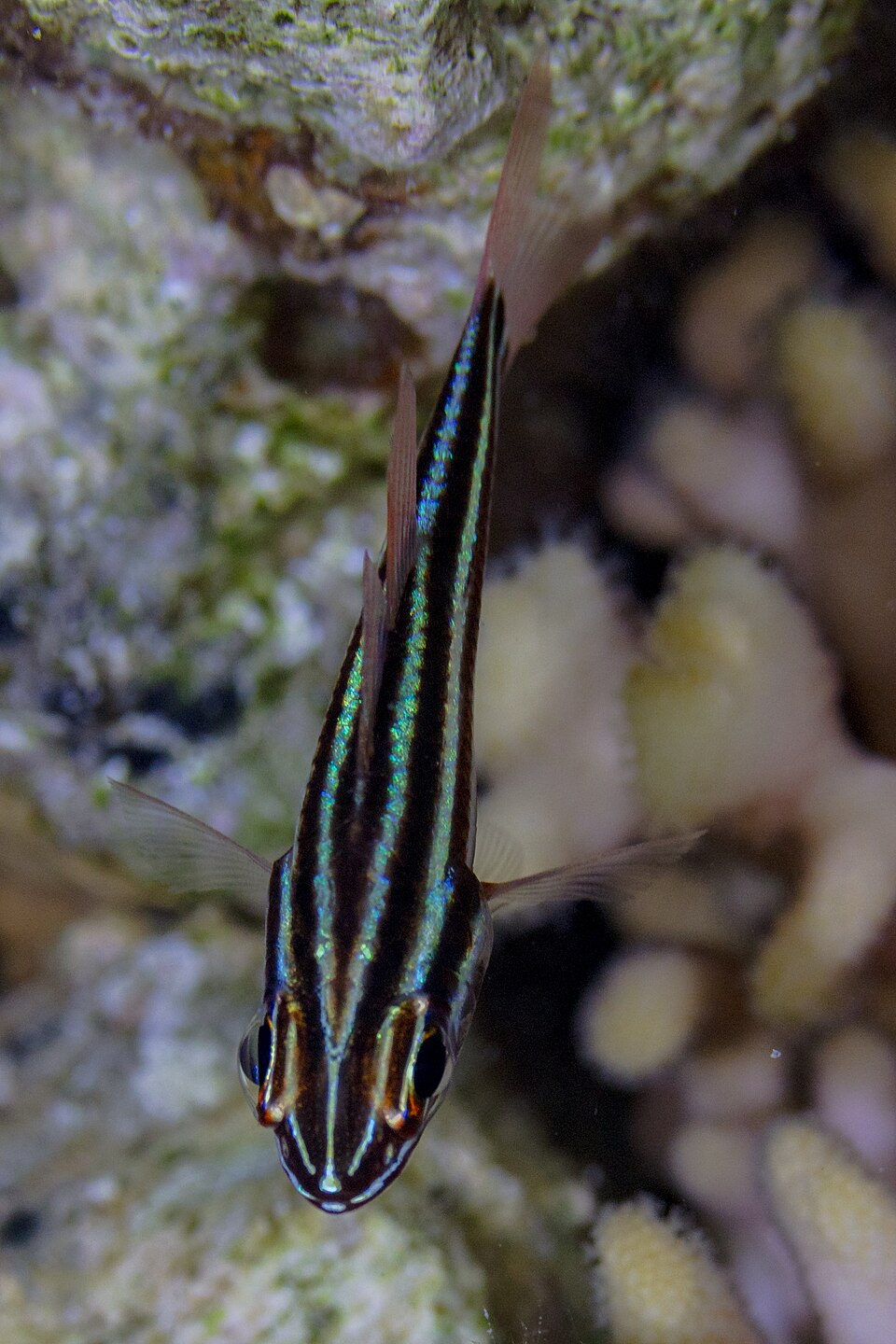 Blackstripe cardinalfish