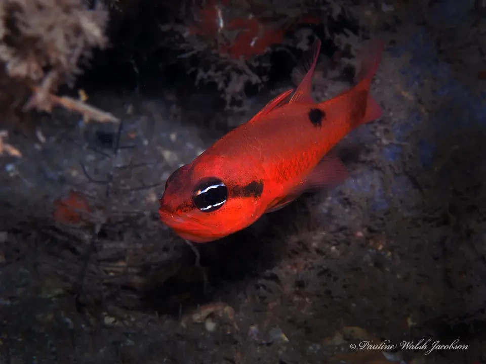 Flamefish