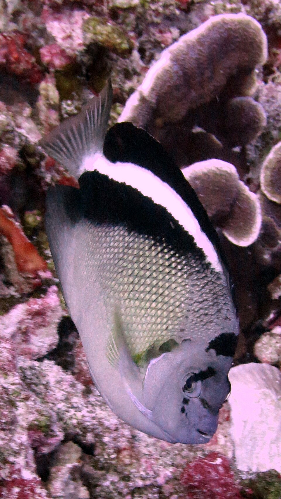 Griffis angelfish