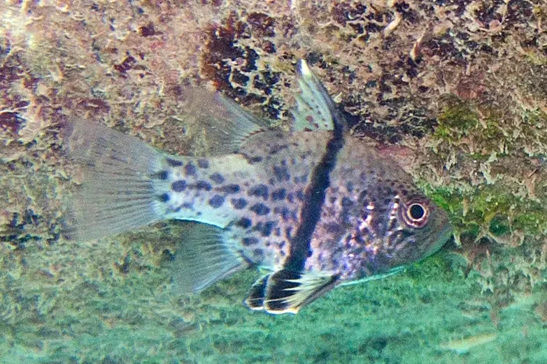 Orbic cardinalfish
