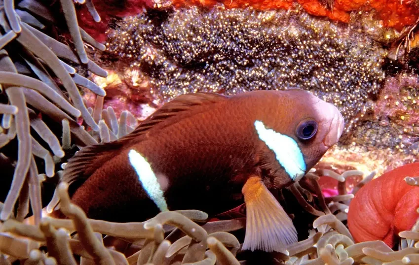 Barrier reef anemonefish