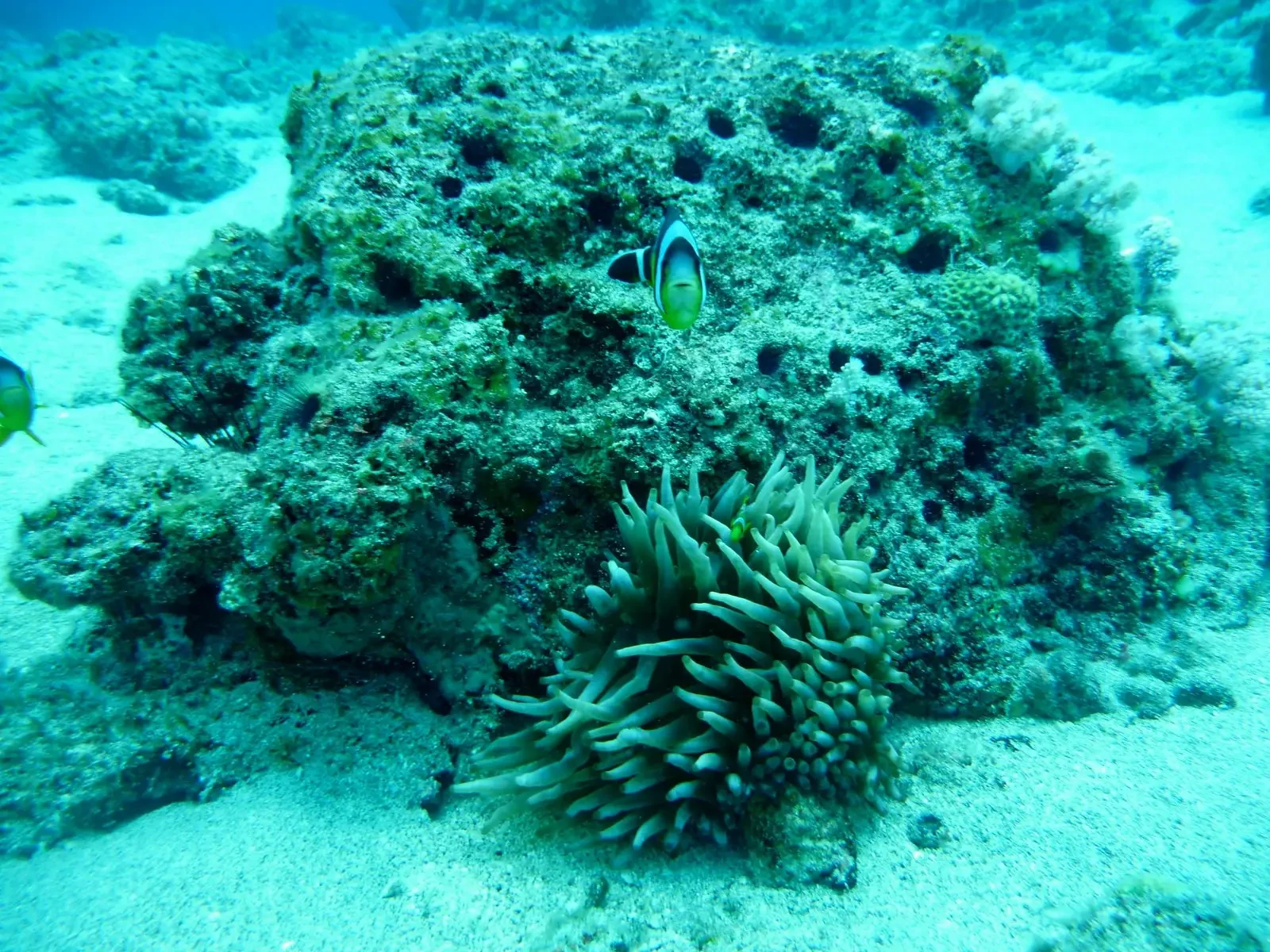 Mauritian anemonefish