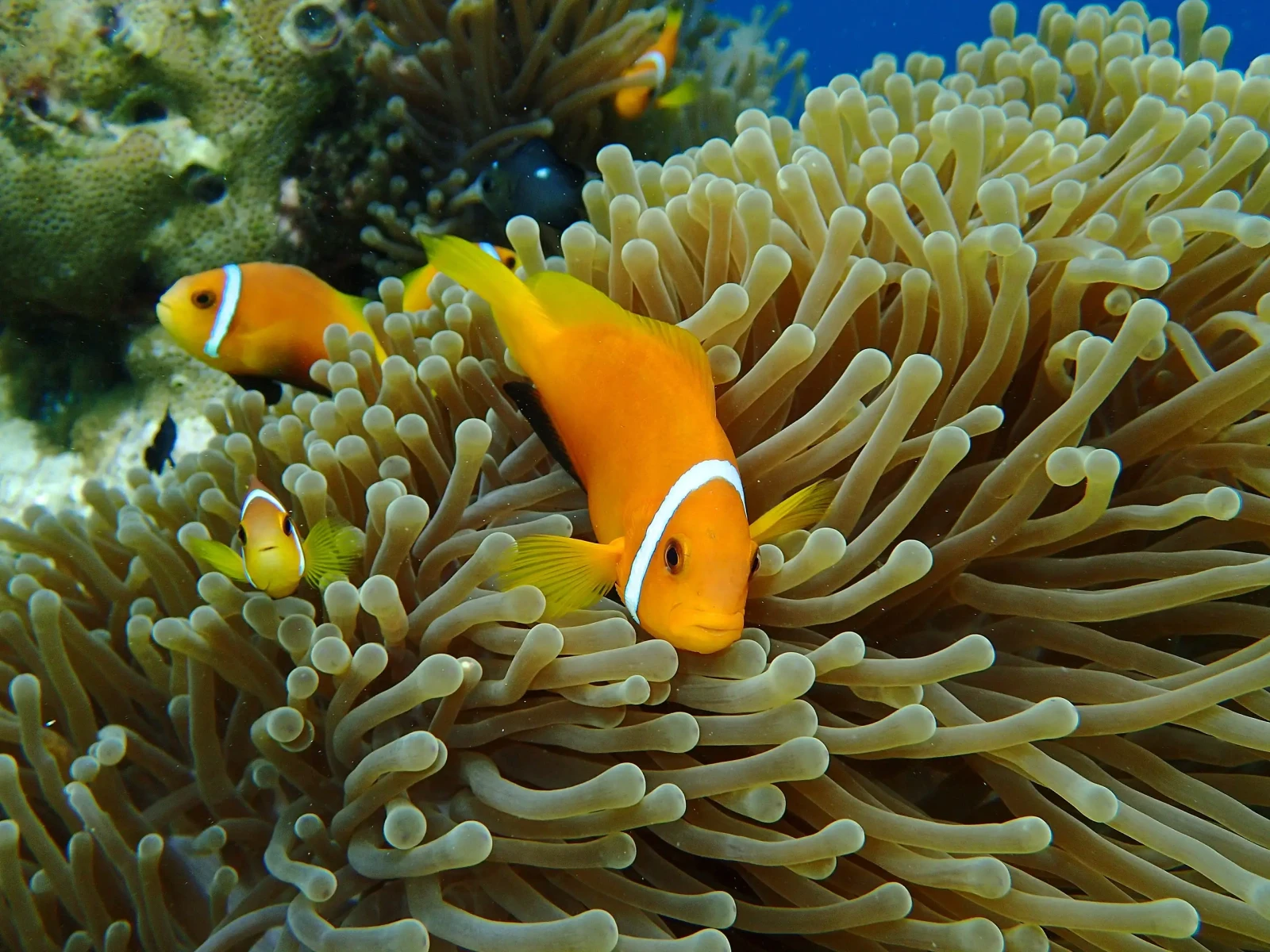 Maldive anemonefish