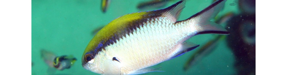 Barrier reef chromis
