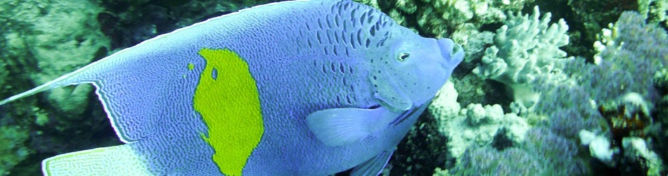 Half-moon angelfish