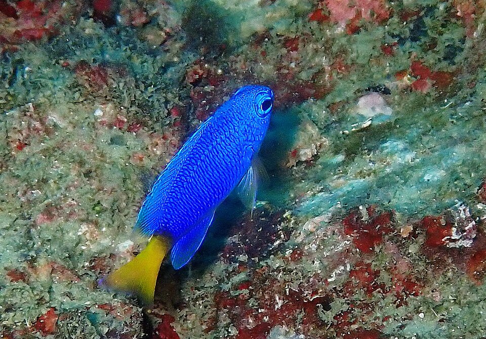 Similar damsel