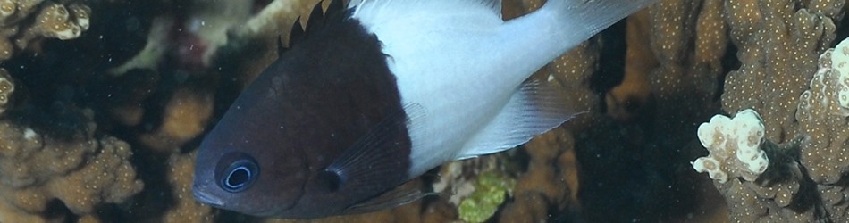 Half and half chromis
