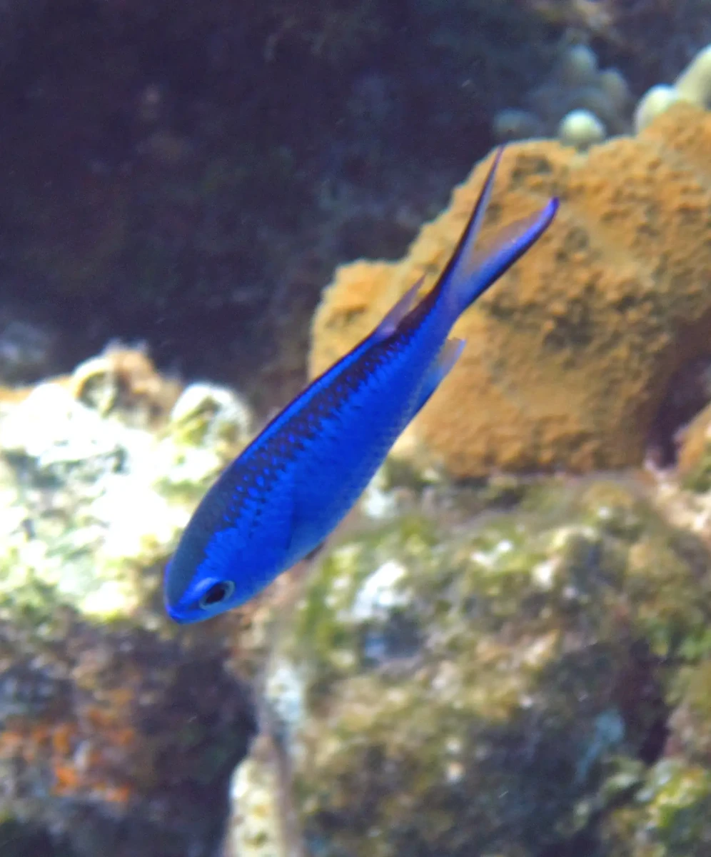 Blue chromis