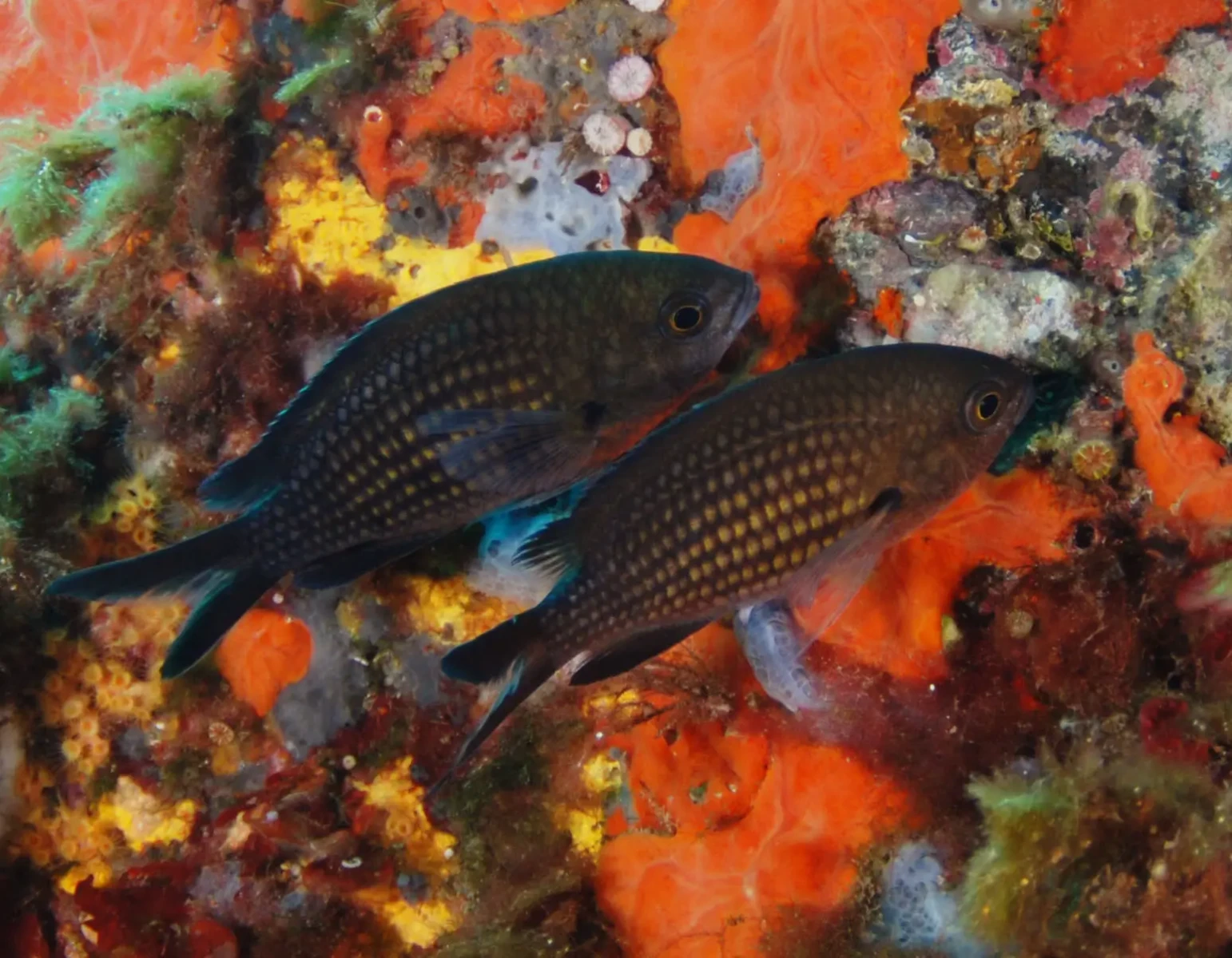 Damselfish