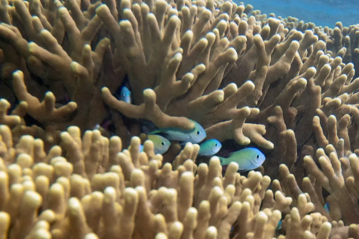 Green chromis