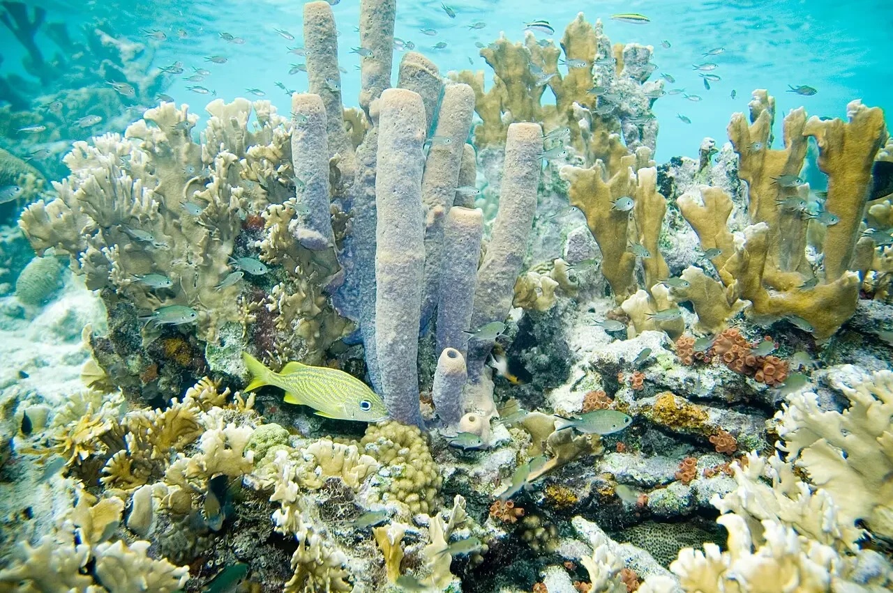 Bicolor damselfish