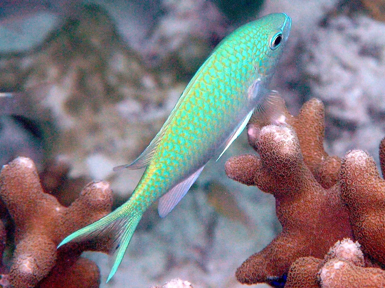 Black-axil chromis