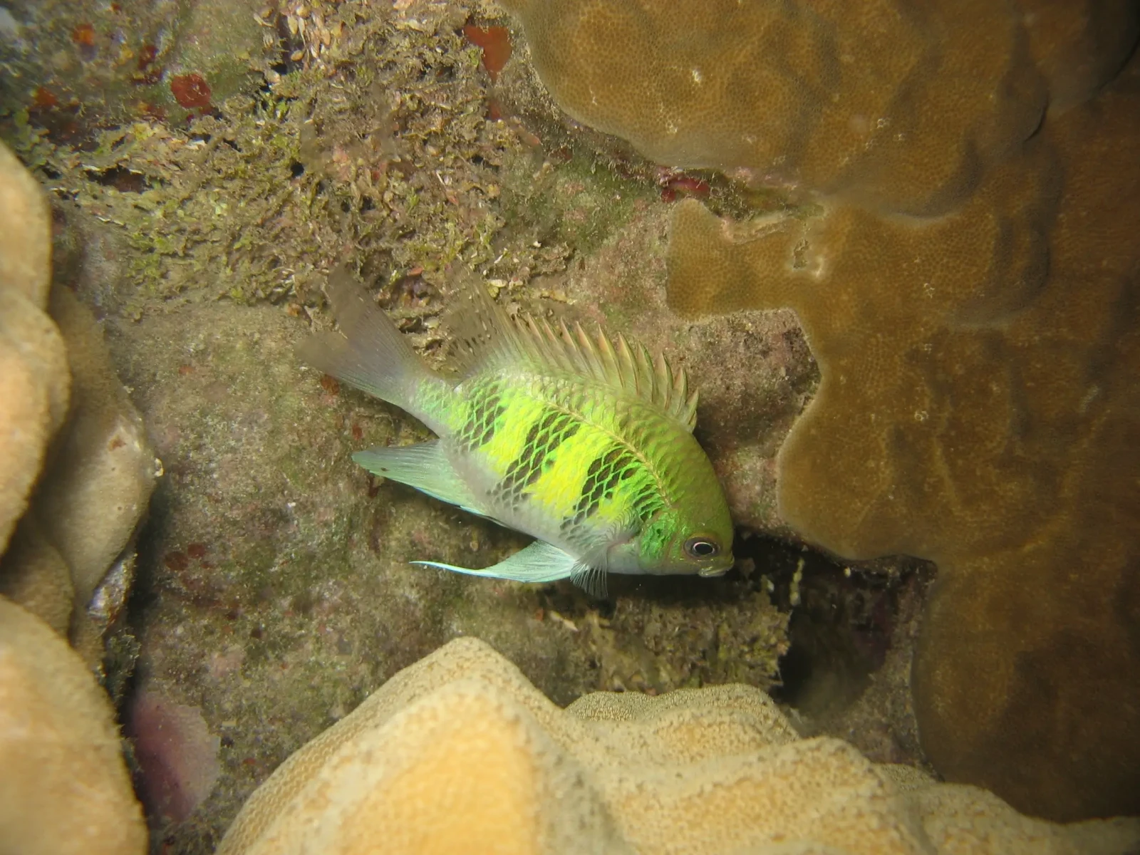 Staghorn damselfish
