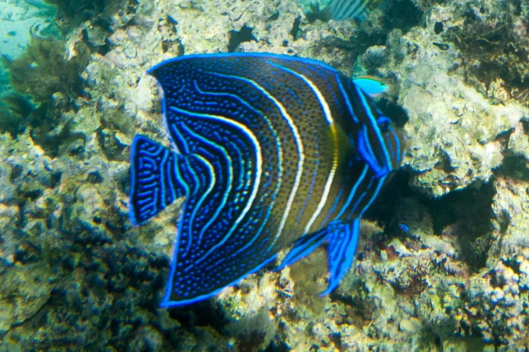 Koran angelfish