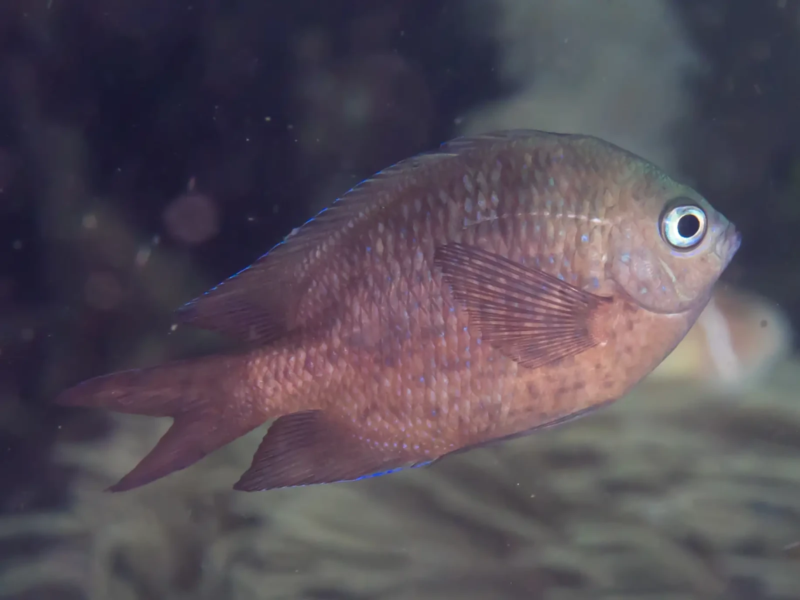 Spiny chromis