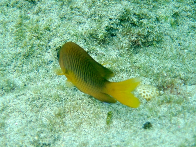 Sunshine chromis