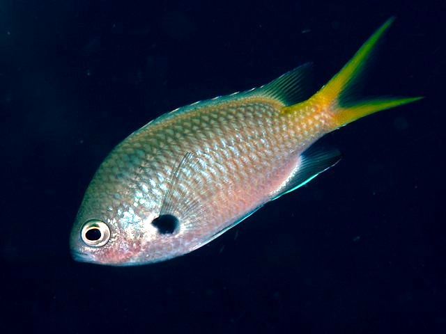 Yellowspotted chromis