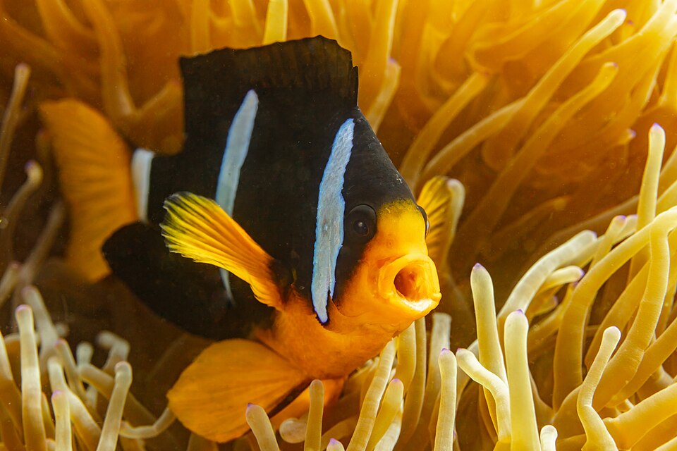 Clarkii anemonefish